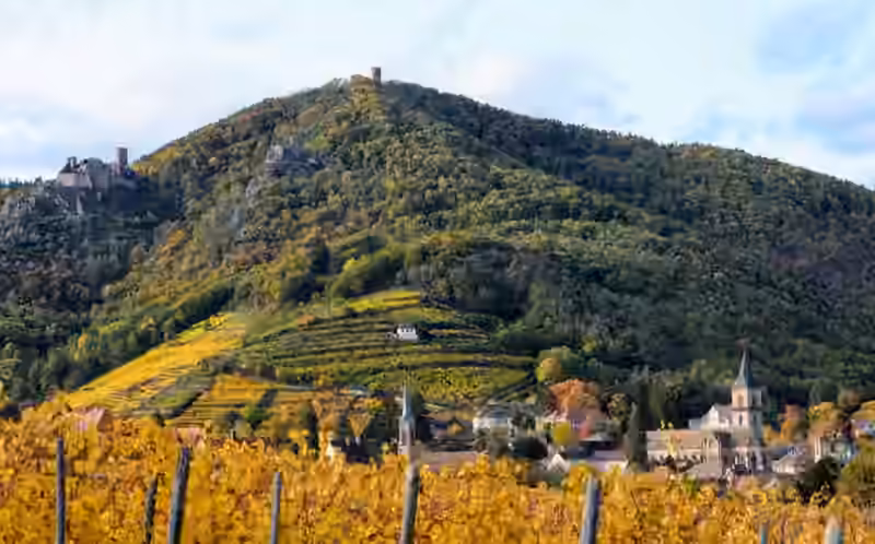 Ribeauvillé in autumn seen across yellow vines, with church towers in the town and three castle ruins on the wooded hill above